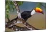 Brazil. Toco Toucan in the Pantanal.-Ralph H. Bendjebar-Mounted Photographic Print