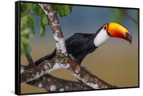 Brazil. Toco Toucan in the Pantanal.-Ralph H. Bendjebar-Framed Stretched Canvas