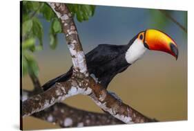 Brazil. Toco Toucan in the Pantanal.-Ralph H. Bendjebar-Stretched Canvas