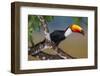 Brazil. Toco Toucan in the Pantanal.-Ralph H. Bendjebar-Framed Photographic Print