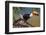 Brazil. Toco Toucan in the Pantanal.-Ralph H. Bendjebar-Framed Photographic Print