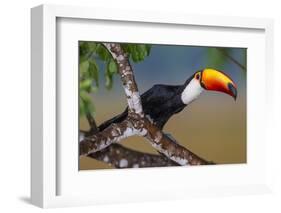 Brazil. Toco Toucan in the Pantanal.-Ralph H. Bendjebar-Framed Photographic Print