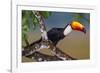 Brazil. Toco Toucan in the Pantanal.-Ralph H. Bendjebar-Framed Photographic Print