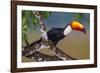 Brazil. Toco Toucan in the Pantanal.-Ralph H. Bendjebar-Framed Photographic Print