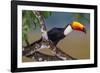 Brazil. Toco Toucan in the Pantanal.-Ralph H. Bendjebar-Framed Photographic Print