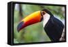 Brazil. Toco Toucan in the Pantanal.-Ralph H. Bendjebar-Framed Stretched Canvas