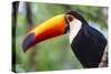 Brazil. Toco Toucan in the Pantanal.-Ralph H. Bendjebar-Stretched Canvas