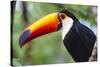 Brazil. Toco Toucan in the Pantanal.-Ralph H. Bendjebar-Stretched Canvas