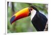 Brazil. Toco Toucan in the Pantanal.-Ralph H. Bendjebar-Framed Photographic Print