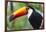 Brazil. Toco Toucan in the Pantanal.-Ralph H. Bendjebar-Framed Photographic Print