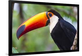 Brazil. Toco Toucan in the Pantanal.-Ralph H. Bendjebar-Framed Photographic Print