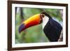 Brazil. Toco Toucan in the Pantanal.-Ralph H. Bendjebar-Framed Photographic Print