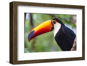 Brazil. Toco Toucan in the Pantanal.-Ralph H. Bendjebar-Framed Photographic Print