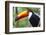 Brazil. Toco Toucan in the Pantanal.-Ralph H. Bendjebar-Framed Photographic Print