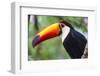 Brazil. Toco Toucan in the Pantanal.-Ralph H. Bendjebar-Framed Photographic Print