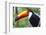 Brazil. Toco Toucan in the Pantanal.-Ralph H. Bendjebar-Framed Photographic Print