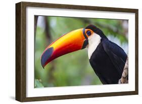 Brazil. Toco Toucan in the Pantanal.-Ralph H. Bendjebar-Framed Photographic Print