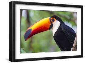 Brazil. Toco Toucan in the Pantanal.-Ralph H. Bendjebar-Framed Photographic Print