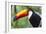 Brazil. Toco Toucan in the Pantanal.-Ralph H. Bendjebar-Framed Photographic Print