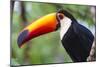 Brazil. Toco Toucan in the Pantanal.-Ralph H. Bendjebar-Mounted Photographic Print