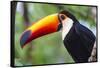 Brazil. Toco Toucan in the Pantanal.-Ralph H. Bendjebar-Framed Stretched Canvas