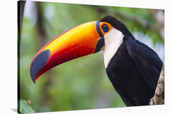Brazil. Toco Toucan in the Pantanal.-Ralph H. Bendjebar-Stretched Canvas