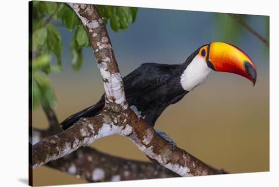 Brazil. Toco Toucan in the Pantanal.-Ralph H. Bendjebar-Stretched Canvas