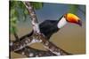 Brazil. Toco Toucan in the Pantanal.-Ralph H. Bendjebar-Stretched Canvas