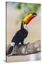 Brazil. Toco Toucan in the Pantanal.-Ralph H. Bendjebar-Stretched Canvas