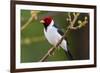 Brazil. Yellow-billed cardinal in the Pantanal.-Ralph H. Bendjebar-Framed Premium Photographic Print