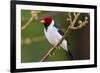 Brazil. Yellow-billed cardinal in the Pantanal.-Ralph H. Bendjebar-Framed Premium Photographic Print