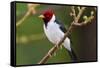 Brazil. Yellow-billed cardinal in the Pantanal.-Ralph H. Bendjebar-Framed Stretched Canvas