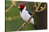 Brazil. Yellow-billed cardinal in the Pantanal.-Ralph H. Bendjebar-Stretched Canvas