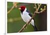 Brazil. Yellow-billed cardinal in the Pantanal.-Ralph H. Bendjebar-Framed Photographic Print