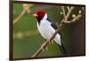 Brazil. Yellow-billed cardinal in the Pantanal.-Ralph H. Bendjebar-Framed Photographic Print