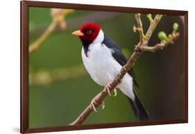 Brazil. Yellow-billed cardinal in the Pantanal.-Ralph H. Bendjebar-Framed Photographic Print