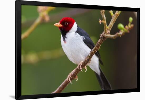 Brazil. Yellow-billed cardinal in the Pantanal.-Ralph H. Bendjebar-Framed Photographic Print