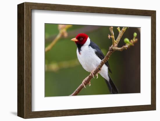 Brazil. Yellow-billed cardinal in the Pantanal.-Ralph H. Bendjebar-Framed Photographic Print