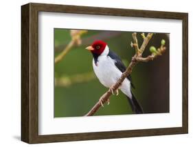 Brazil. Yellow-billed cardinal in the Pantanal.-Ralph H. Bendjebar-Framed Photographic Print