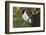 Brazil. Yellow-billed cardinal in the Pantanal.-Ralph H. Bendjebar-Framed Photographic Print