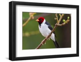 Brazil. Yellow-billed cardinal in the Pantanal.-Ralph H. Bendjebar-Framed Photographic Print