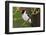 Brazil. Yellow-billed cardinal in the Pantanal.-Ralph H. Bendjebar-Framed Photographic Print