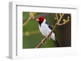 Brazil. Yellow-billed cardinal in the Pantanal.-Ralph H. Bendjebar-Framed Photographic Print