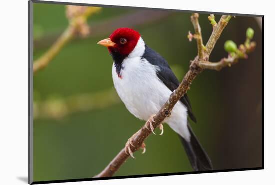 Brazil. Yellow-billed cardinal in the Pantanal.-Ralph H. Bendjebar-Mounted Photographic Print