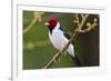 Brazil. Yellow-billed cardinal in the Pantanal.-Ralph H. Bendjebar-Framed Photographic Print