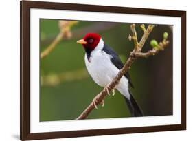 Brazil. Yellow-billed cardinal in the Pantanal.-Ralph H. Bendjebar-Framed Photographic Print