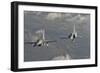 Brazilian Air Force Mirage 2000 and Chilean Air Force F-16 in Flight over Brazil-Stocktrek Images-Framed Photographic Print