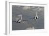 Brazilian Air Force Mirage 2000 and Chilean Air Force F-16 in Flight over Brazil-Stocktrek Images-Framed Photographic Print