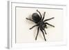 Brazilian Black Tarantula (Theraphosidae), captive, Brazil, South America-Janette Hill-Framed Photographic Print