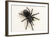 Brazilian Black Tarantula (Theraphosidae), captive, Brazil, South America-Janette Hill-Framed Photographic Print